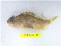 藏品(眉鬚鱗頭鮋)的圖片